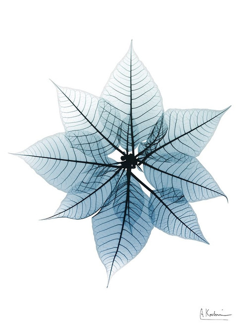 Iced Poinsettia 1 RC Poster Print by Albert Koetsier # AK8RC592A