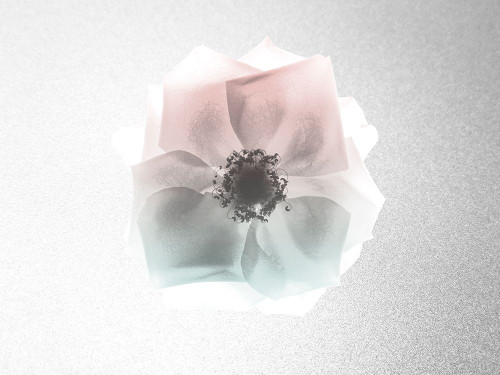 Rose Dreaming 1 Poster Print by Albert Koetsier # AK8RC415C2