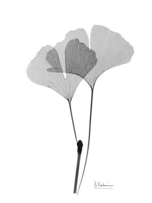 Inverted Ginko 4 Poster Print by Albert Koetsier # AK8RC595D