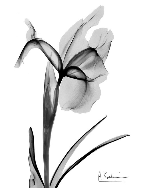 Expressed Iris 2 Poster Print by Albert Koetsier # AK8RC413B