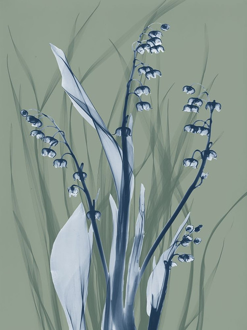 Radiant Blue Sage 2 Poster Print by Albert Koetsier # AK8RC588D2