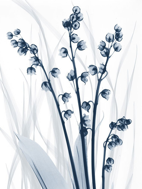 Radiant Blues 1 Poster Print by Albert Koetsier # AK8RC588C1