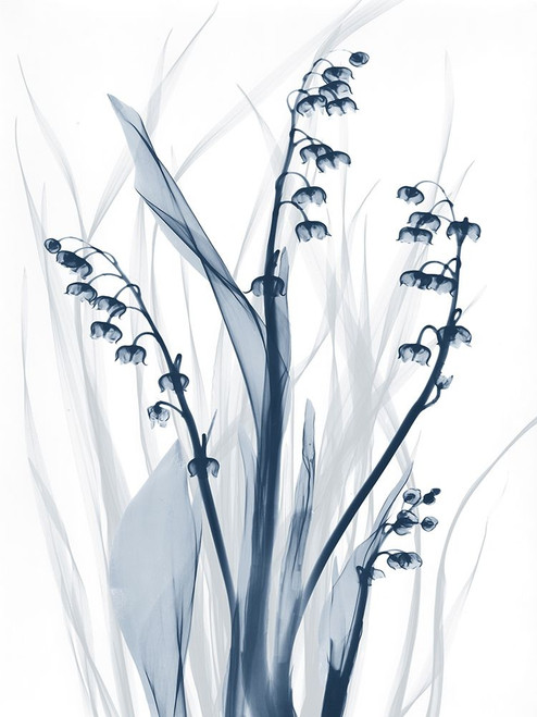 Radiant Blues 2 Poster Print by Albert Koetsier # AK8RC588D1