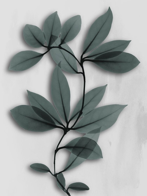 Silver Pine Wonder 1 Poster Print by Albert Koetsier # AK8RC331A1