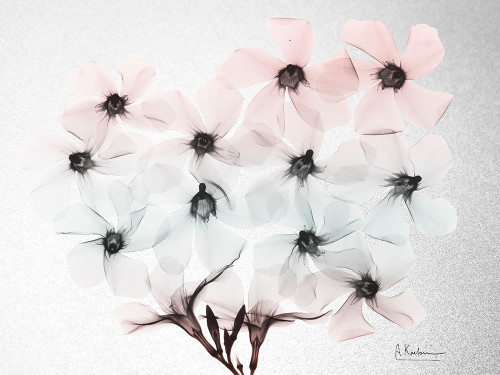 Oleander Fantasy 2 Poster Print by Albert Koetsier # AK8RC414B