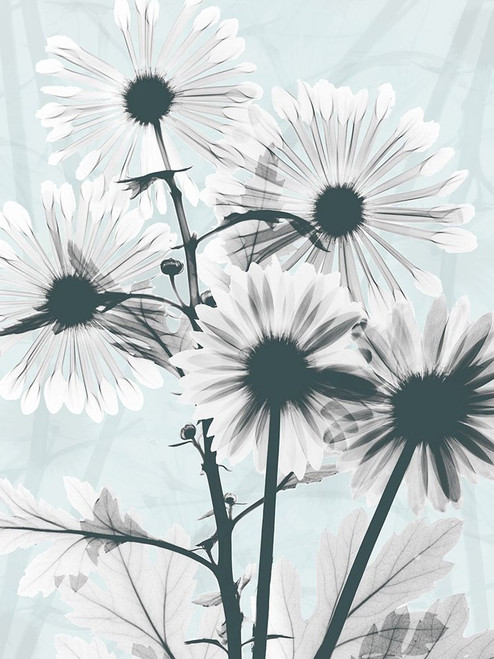 Gerbera Crystalis 1 Poster Print by Albert Koetsier # AK8RC333B