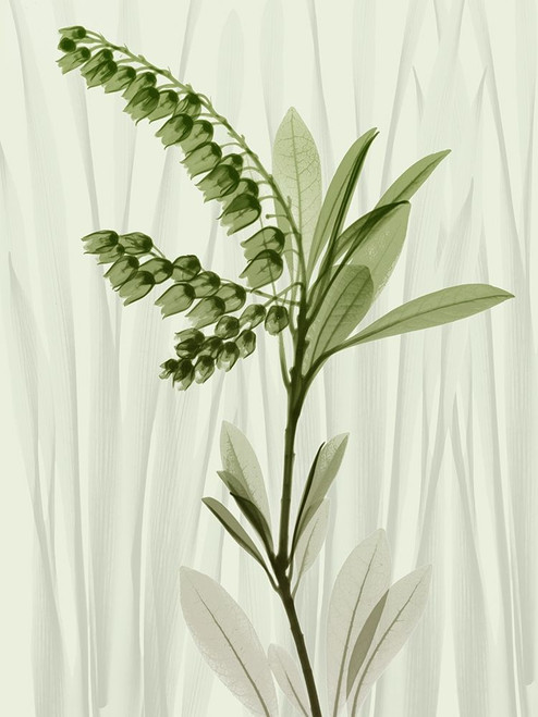 Radiant Greens 1 Poster Print by Albert Koetsier # AK8RC588A1