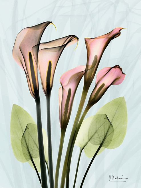 Calla Lily Crystalis 1 Poster Print by Albert Koetsier # AK8RC333A