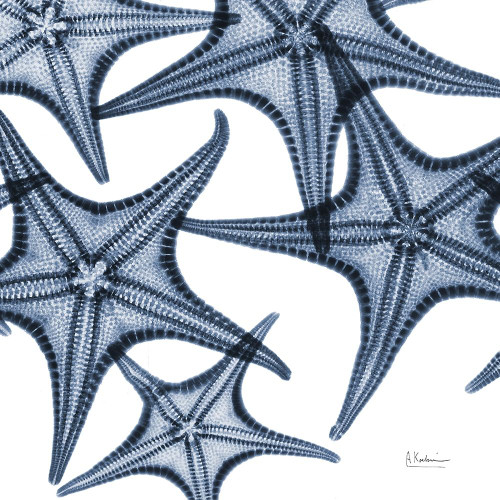 Starfish Trip 4 Poster Print by Albert Koetsier # AK7SQ002C