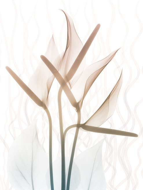 Toned Dawn 2 Poster Print by Albert Koetsier # AK8RC092B