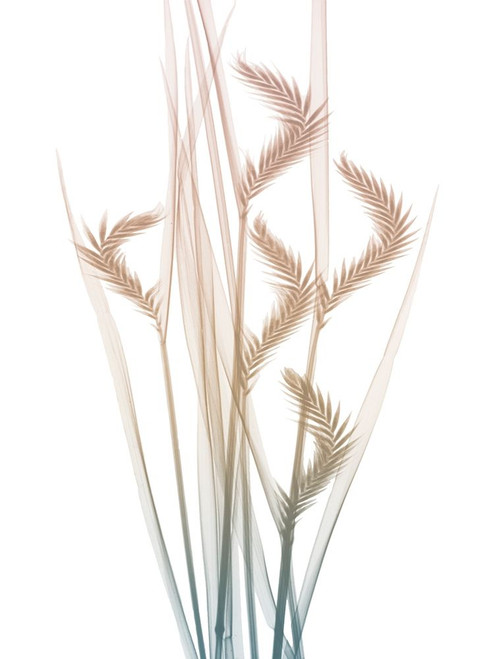 Neutral Dawn 1 Poster Print by Albert Koetsier # AK8RC092C2