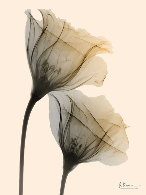 Neutral Lovers 1 Poster Print by Albert Koetsier # AK8RC091A