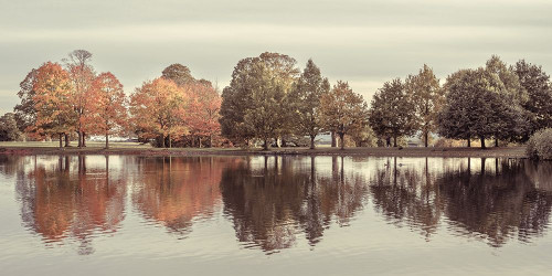 Reflection of autumn trees in a still lake Poster Print by Assaf Frank # AF20191027143