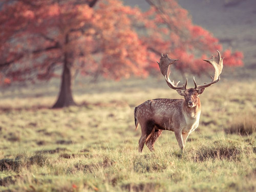 Stag in a field Poster Print by Assaf Frank # AF20191031046C01