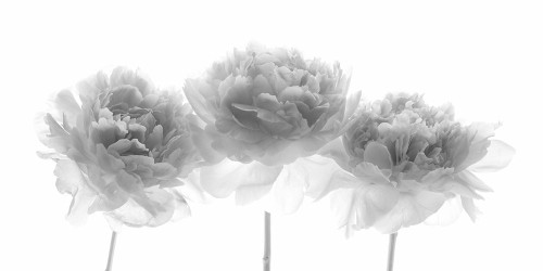 Peonies on white background Poster Print by Assaf Frank # AF20200325067C01