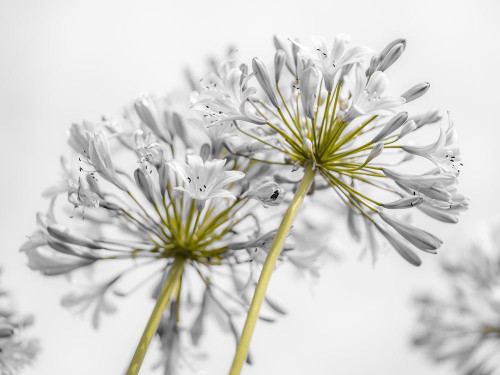 African Lily flowers Poster Print by Assaf Frank # AF20190804176C01