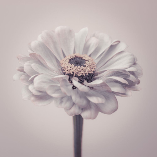 Zinnia flower Poster Print by Assaf Frank # AF20140804284C02