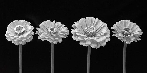 Four Zinnia flowers in a row Poster Print by Assaf Frank # AF20140804242C06