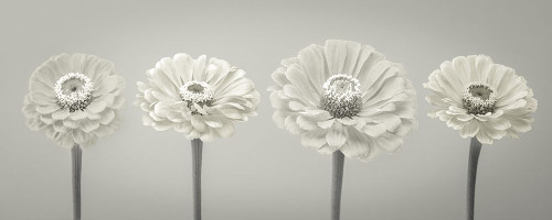 Four Zinnia flowers in a row Poster Print by Assaf Frank # AF20140804257C05