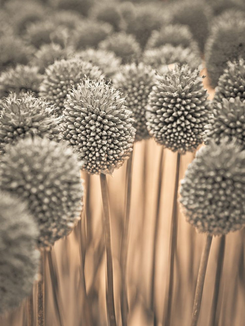Allium flowers Poster Print by Assaf Frank # AF20140710088C02