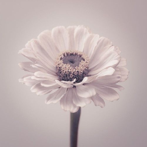 Zinnia flower Poster Print by Assaf Frank # AF20140804296C02
