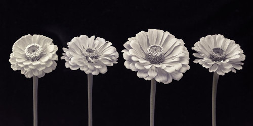Four Zinnia flowers in a row Poster Print by Assaf Frank # AF20140804242C05