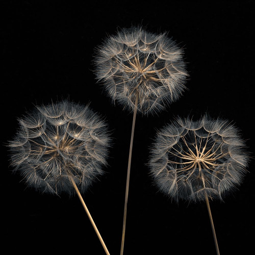 Dandelion flowers over black background Poster Print by Assaf Frank # AF20170615134