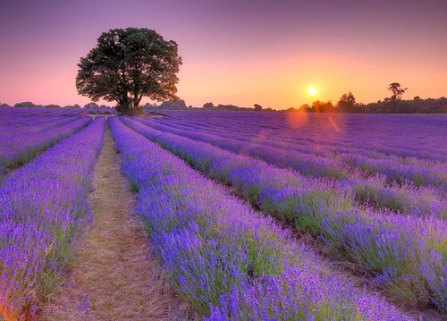 Lavender field at sunset Poster Print by Assaf Frank # AF20130708273X