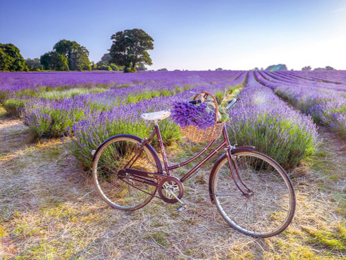 Bicycle with flowers in a Lavender field Poster Print by Assaf Frank # AF20130708173