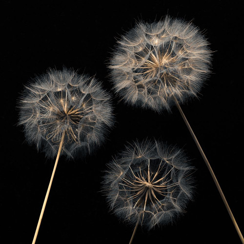 Dandelion flowers over black background Poster Print by Assaf Frank # AF20170615138