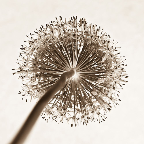 Allium flower, close-up Poster Print by Assaf Frank # AF20080314031C03