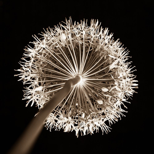 Purple allium flower, close-up Poster Print by Assaf Frank # AF20080314056C01