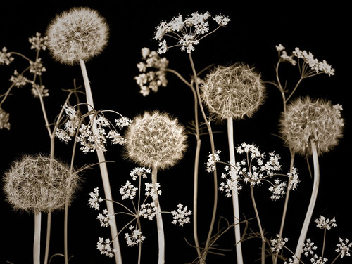 Meadow flowers Poster Print by Assaf Frank # AF20100517146C02