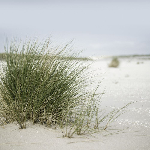 Plage 6 Poster Print by Braun Studio Braun Studio # A655