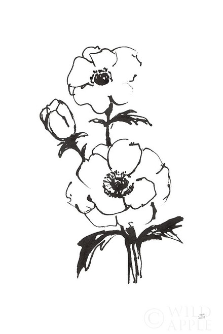 Line Anemone II Poster Print by Chris Paschke # 64183
