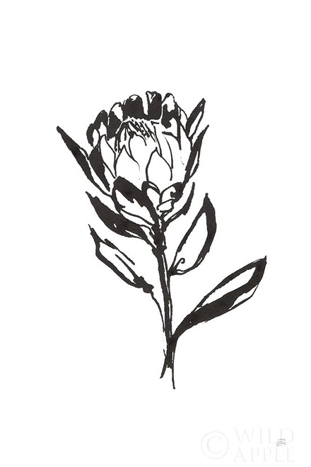 Line Protea II Poster Print by Chris Paschke # 64179