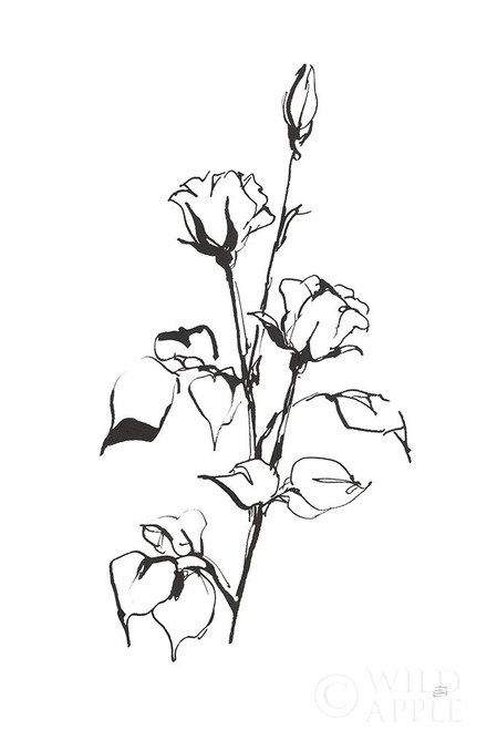 Line Rosebuds Poster Print by Chris Paschke # 64194