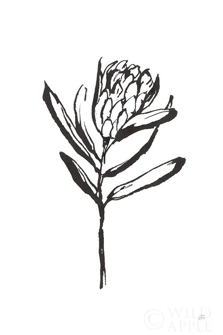 Line Protea I Poster Print by Chris Paschke # 64178