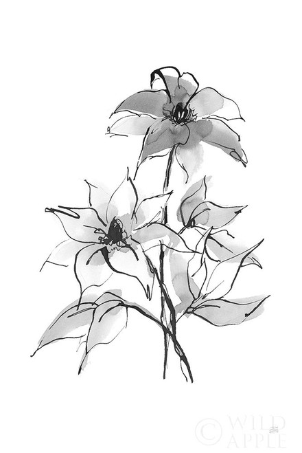 Wash Clematis Poster Print by Chris Paschke # 65451