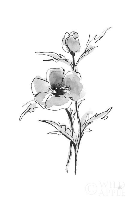 Wash Anemone I Poster Print by Chris Paschke # 65444