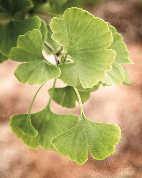 Sprouting Ginkgo IV Poster Print by Debra Van Swearingen # 63816