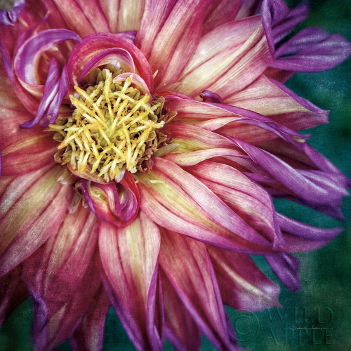 Dahlia I Poster Print by Debra Van Swearingen # 63777