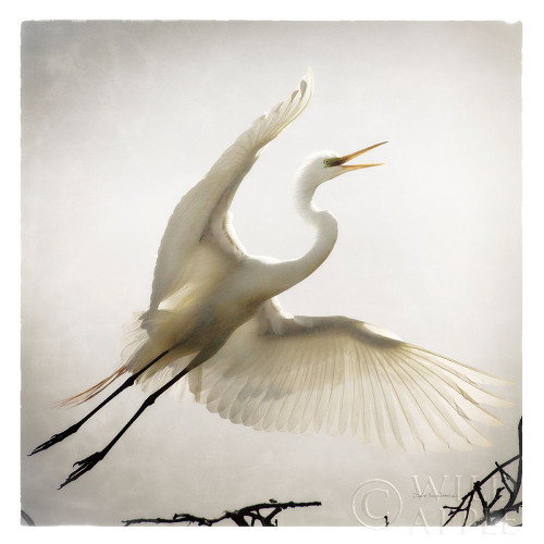 Emergence Poster Print by Debra Van Swearingen # 63781