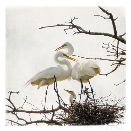 Devotion Poster Print by Debra Van Swearingen # 63782