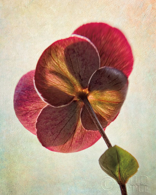 Lenton Rose II Poster Print by Debra Van Swearingen # 63805