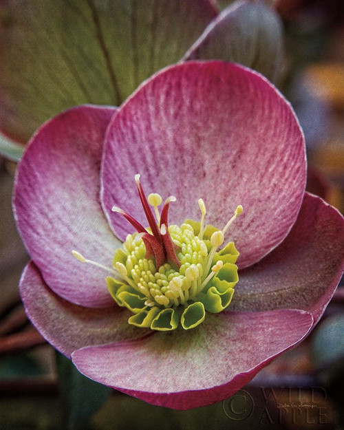 Lenton Rose IV Poster Print by Debra Van Swearingen # 63807