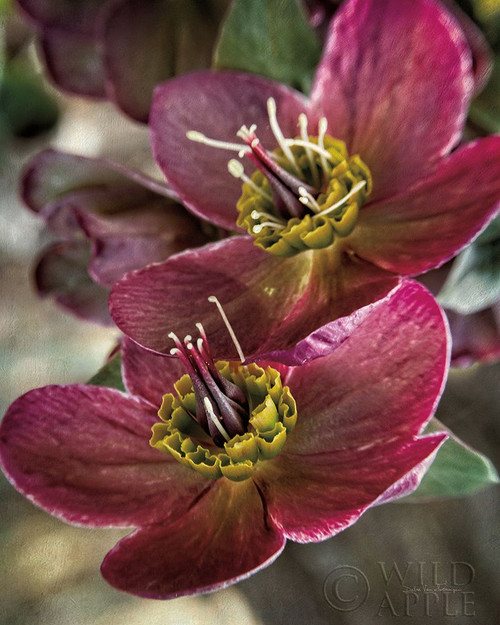 Lenton Rose V Poster Print by Debra Van Swearingen # 63808