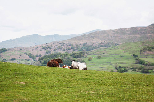 Lake District III Poster Print by Laura Marshall # 63273
