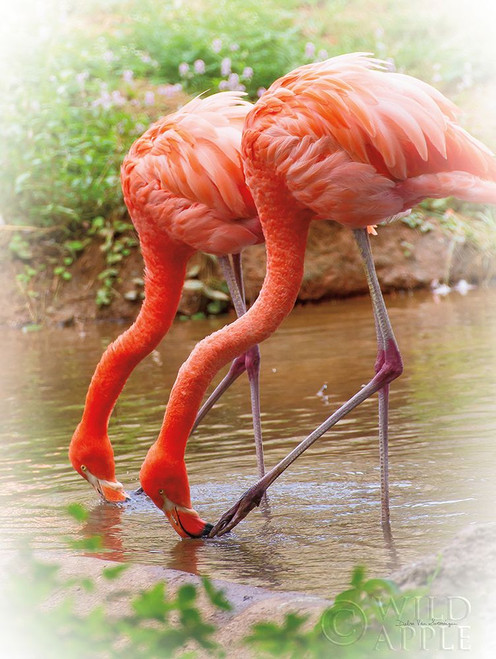 Two Flamingos Poster Print by Debra Van Swearingen # 63368