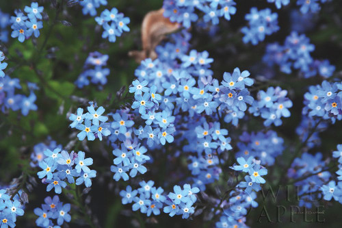 Forget Me Nots III Poster Print by Laura Marshall # 63261